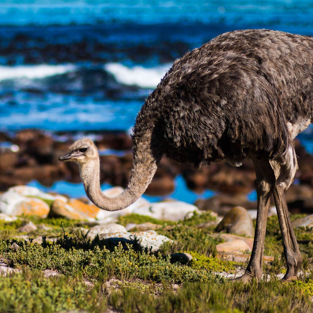 Cape Point Tour 9
