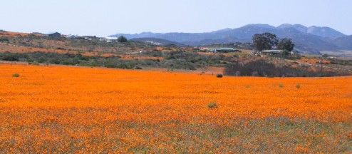 AWOL Flower tours to Namaqualand